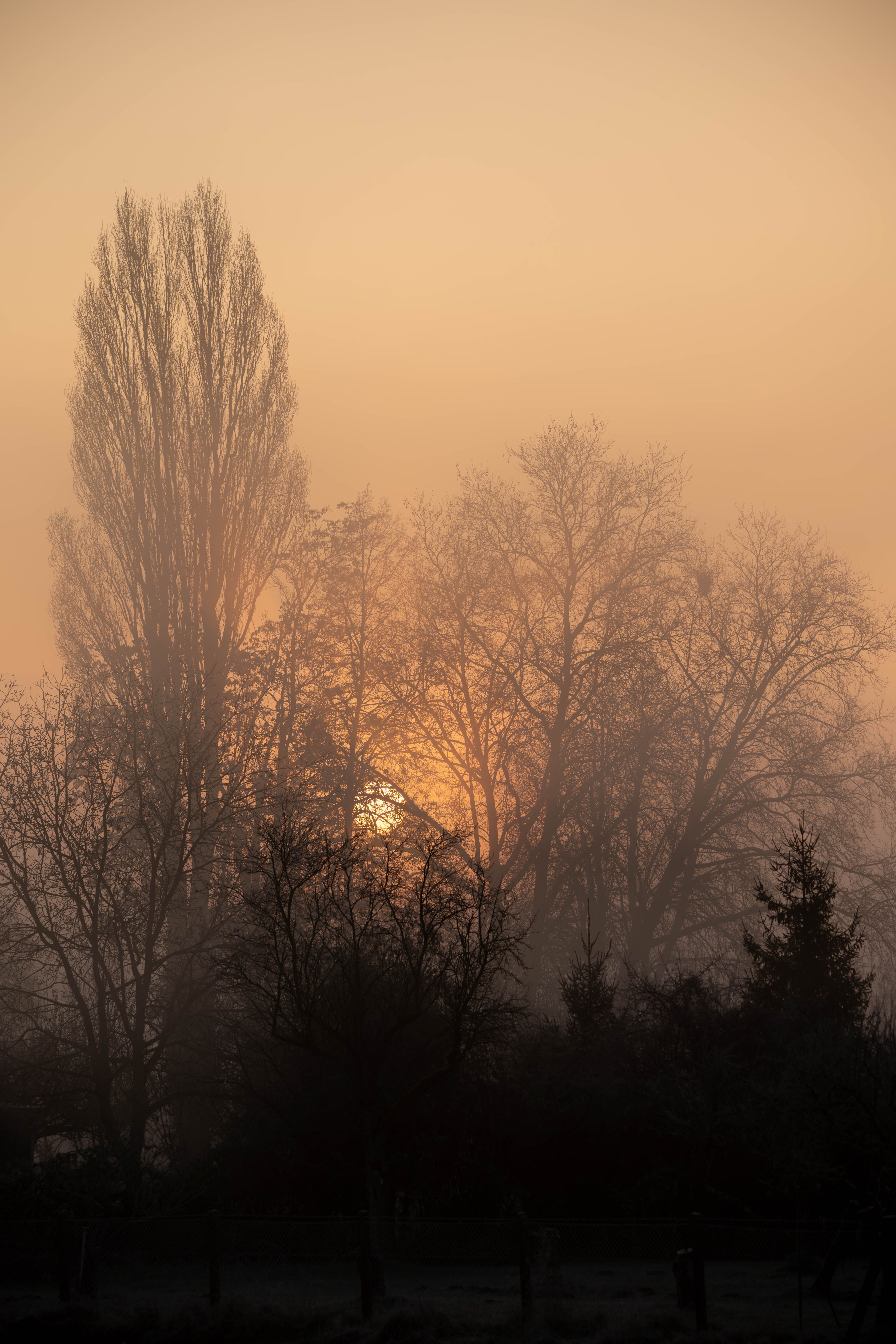 Serene winter sunrise with dense fog enveloping barren trees, casting a mysterious glow.