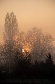 Serene winter sunrise with dense fog enveloping barren trees, casting a mysterious glow.