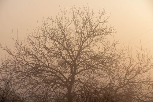 Free A single tree shrouded in fog during a winter sunrise, creating a serene and atmospheric scene. Stock Photo