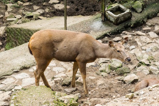 Sambar deer observed in natural habitat in Darjeeling, India.