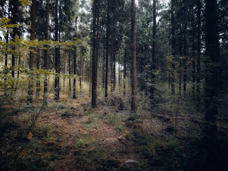 Explore the serene, moody vibes of an autumn forest in Helsingborg, Sweden.