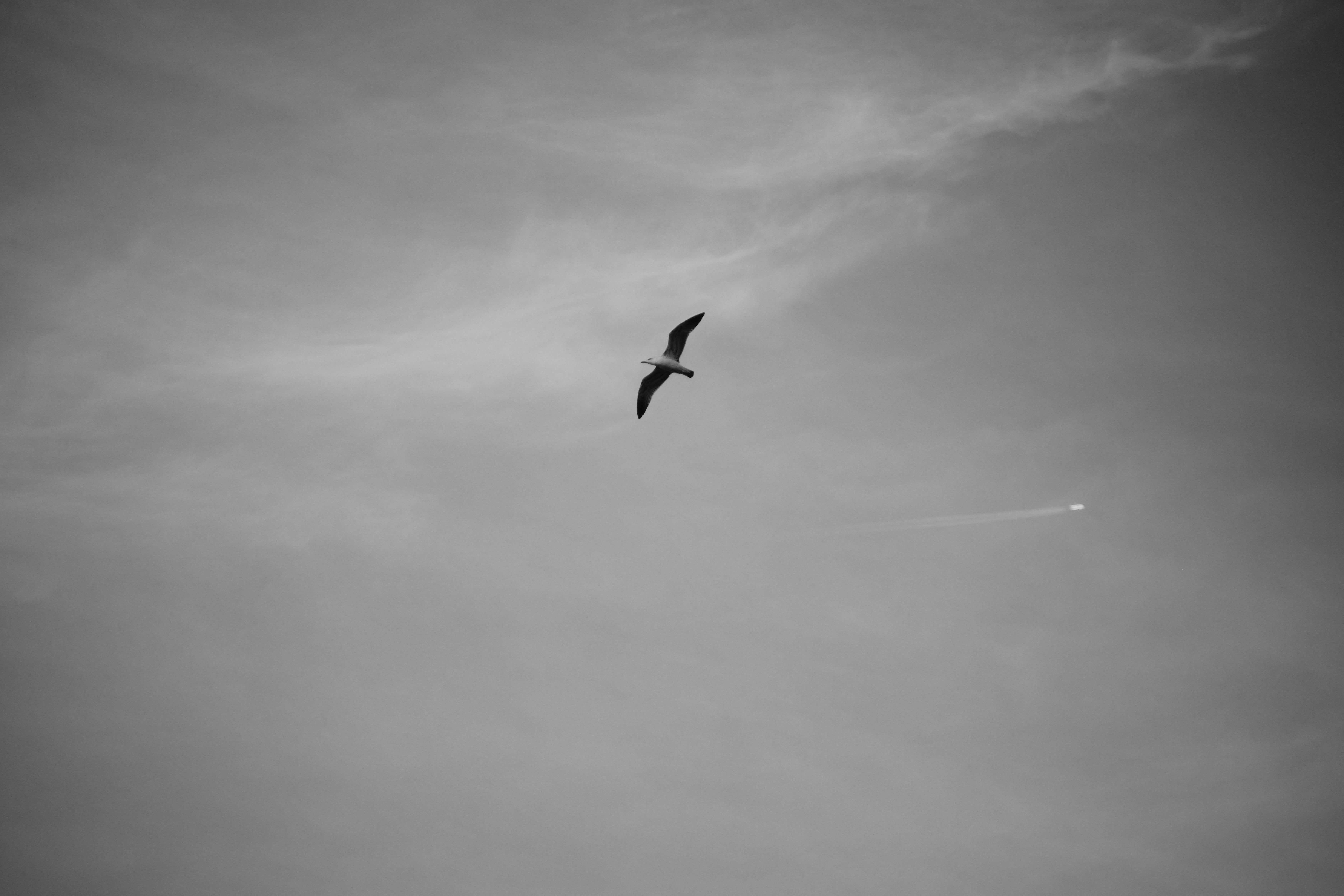 Black and White Seagull Soaring Through Sky · Free Stock Photo