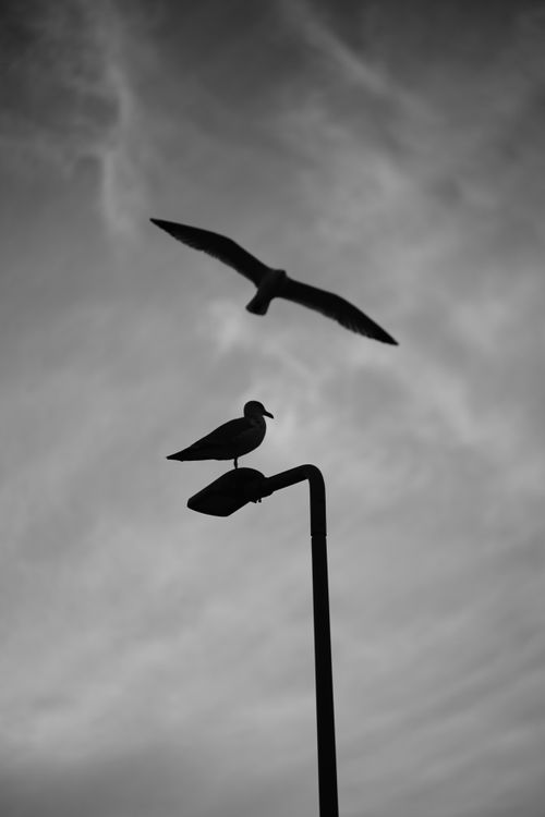 Free Black and white photo of seagulls silhouetted against a cloudy sky, one perched and one flying. Stock Photo