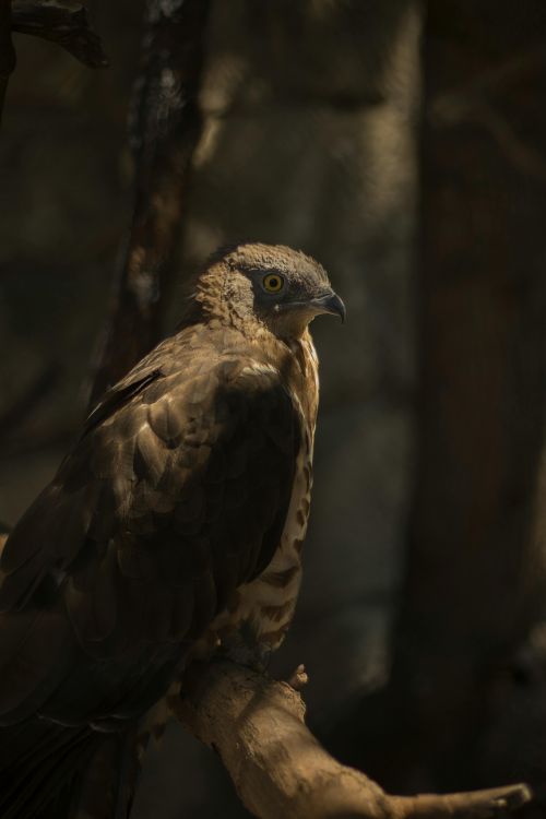 Free Close-up of a serpent eagle perched on a branch in natural light, showcasing its sharp gaze. Stock Photo