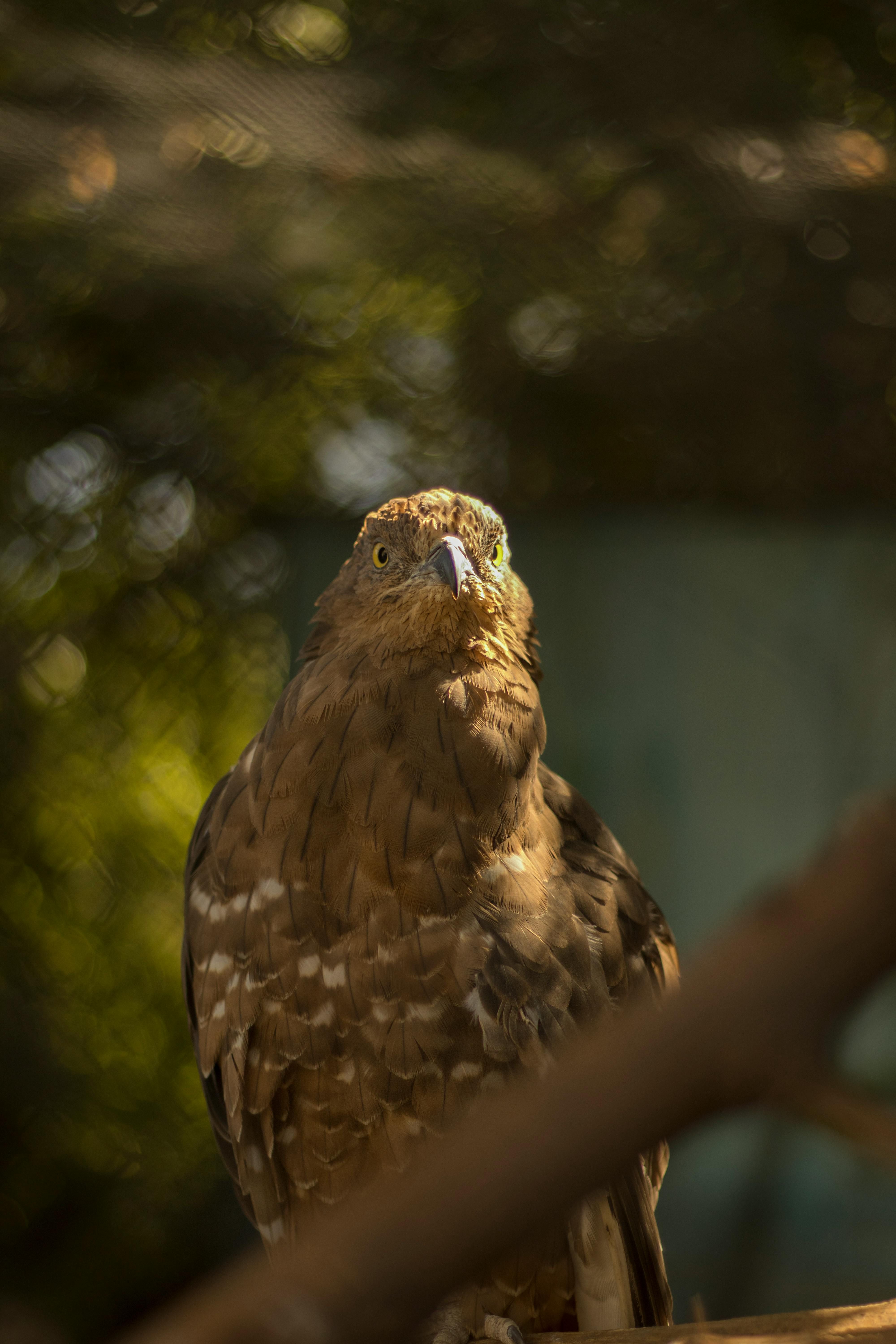 Close-up of a Crested Serpent Eagle in Natural Habitat · Free Stock Photo