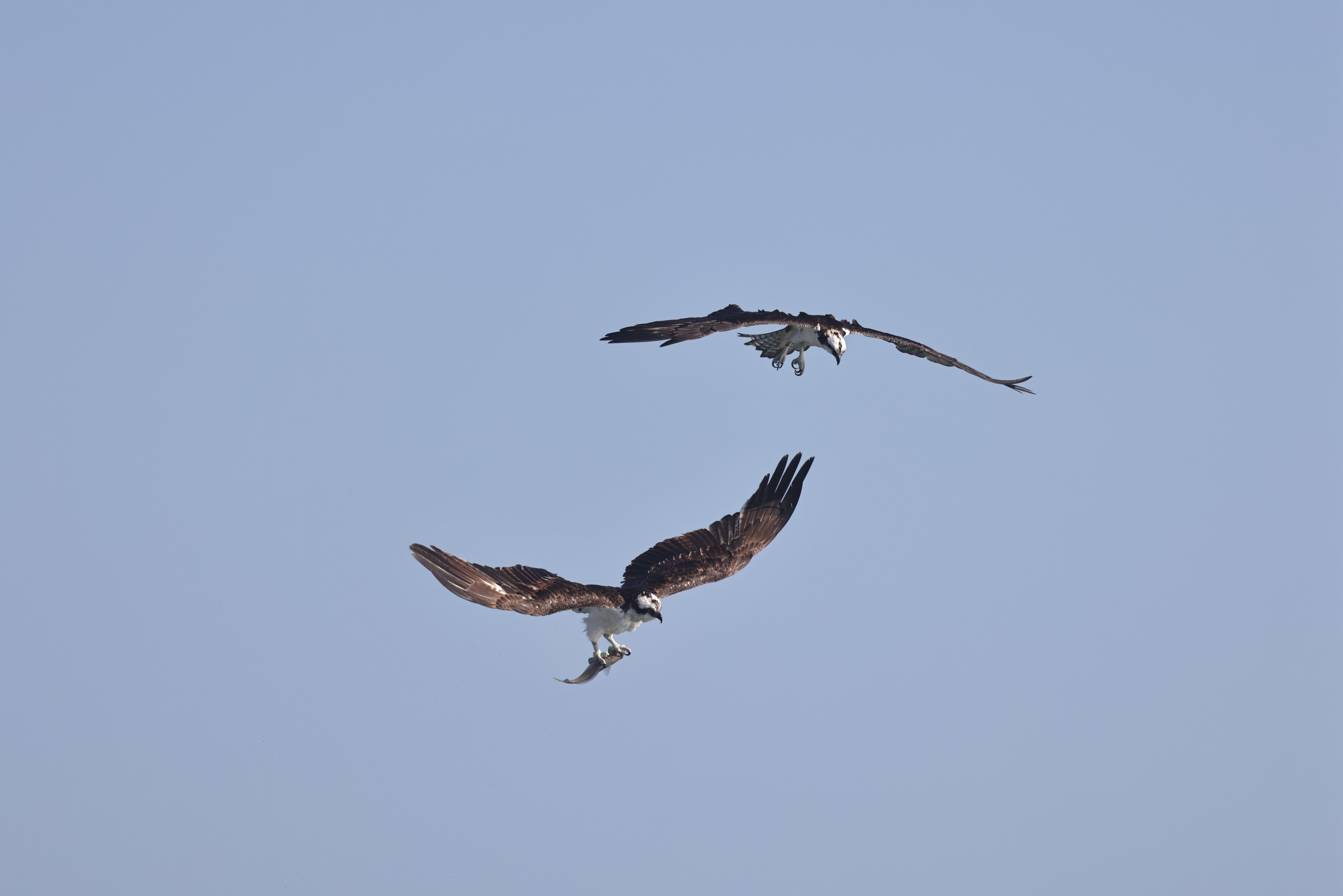 Ospreys in Flight Against Clear Blue Sky · Free Stock Photo