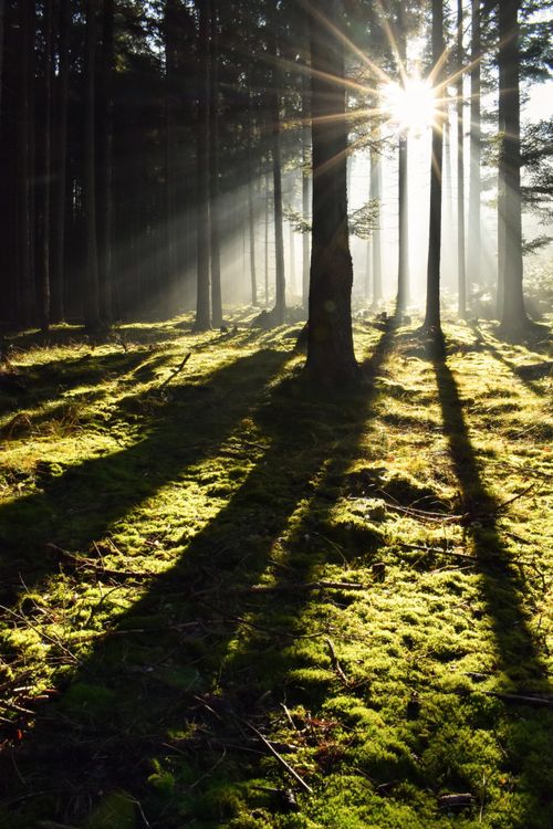 Free Sunlight illuminates a tranquil forest with lush green moss and tall trees. Stock Photo