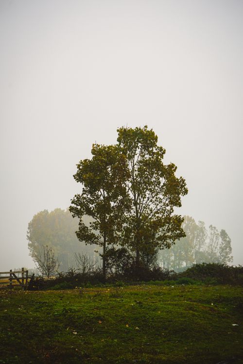 Free A lone tree stands amidst a misty rural landscape, creating an atmospheric scene. Stock Photo