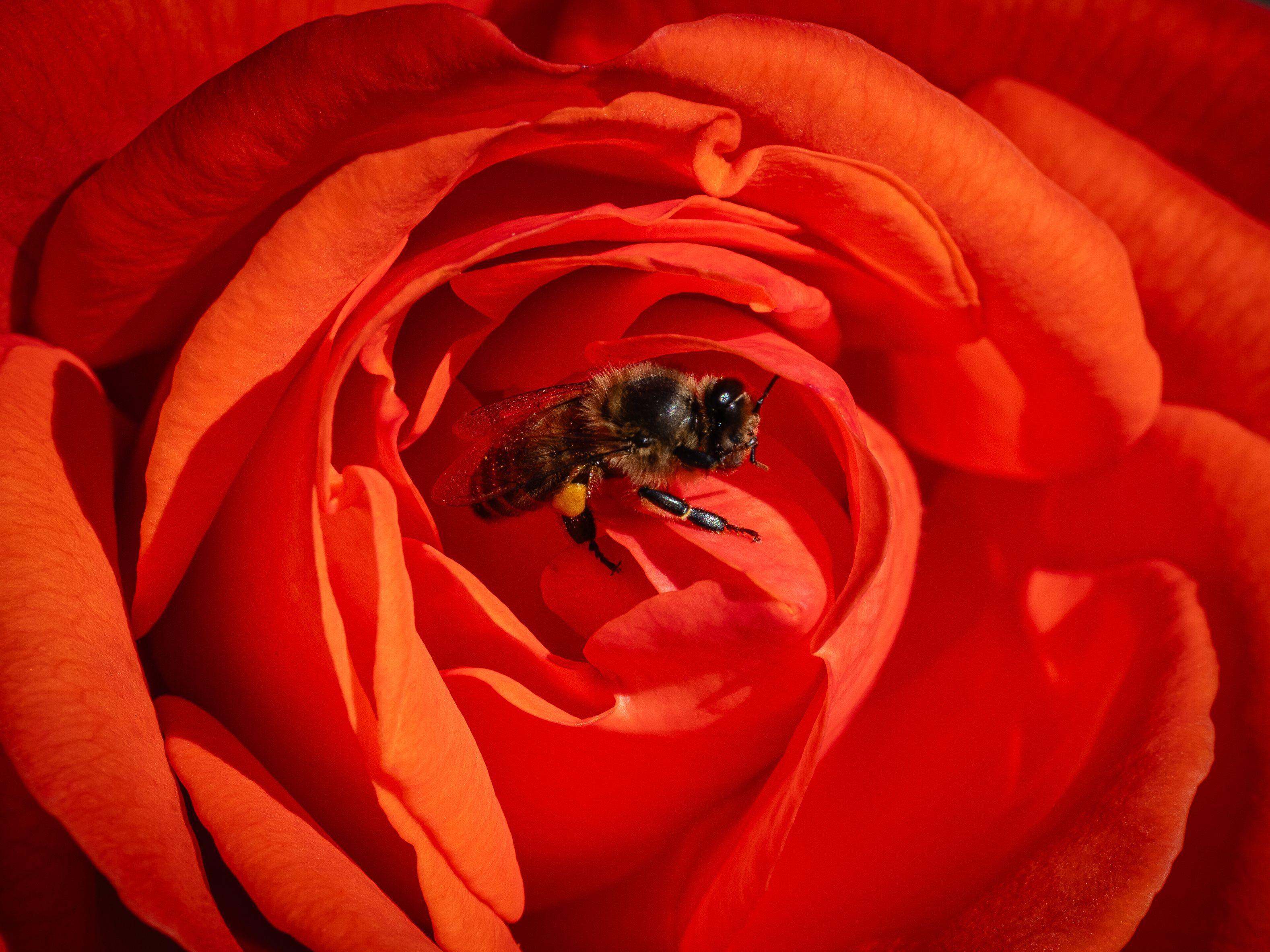 Macro shot of a bee pollinating a vivid red rose, showcasing nature's beauty.