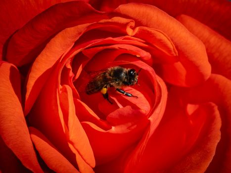 Macro shot of a bee pollinating a vivid red rose, showcasing nature's beauty.