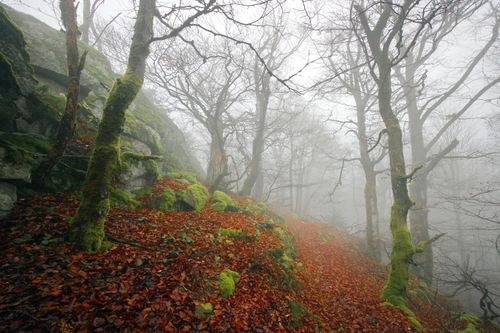 Free A mystical foggy forest in autumn, featuring moss-covered rocks and bare trees. Stock Photo