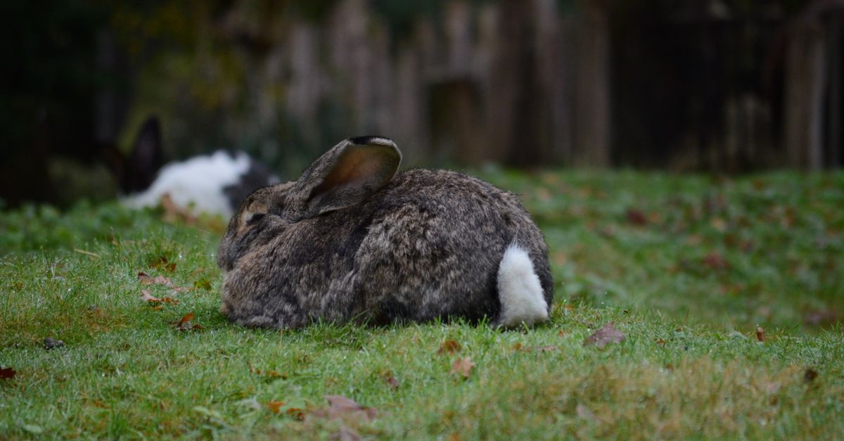 Cosy Rabbit Cozy Rabbit Relaxing on Autumn Lawn ยท Free Stock Photo