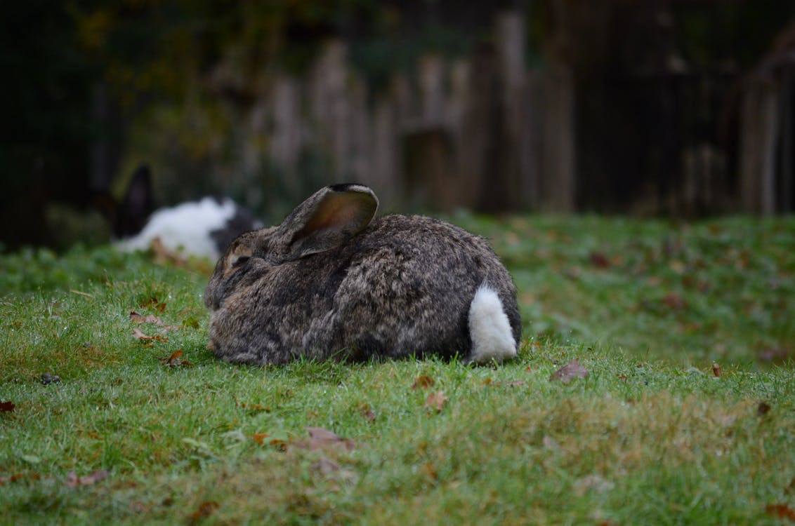 Cozy Rabbit Relaxing on Autumn Lawn · Free Stock Photo