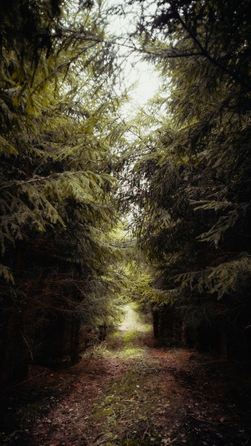 Free Enclosed path in dense forest with lush green coniferous trees exuding tranquility. Stock Photo