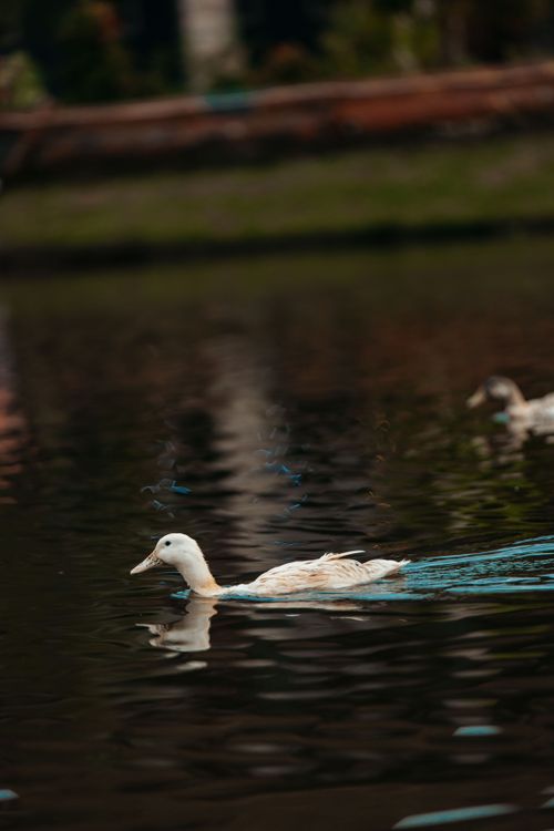 Free A peaceful white duck swimming gracefully on a calm pond with reflections. Stock Photo