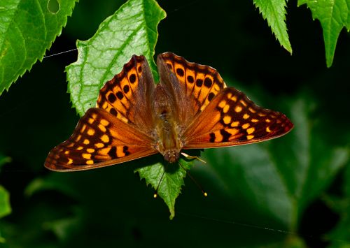 Free Close-up of a tawny emperor butterfly resting on green foliage, showcasing its vibrant wing pattern. Stock Photo