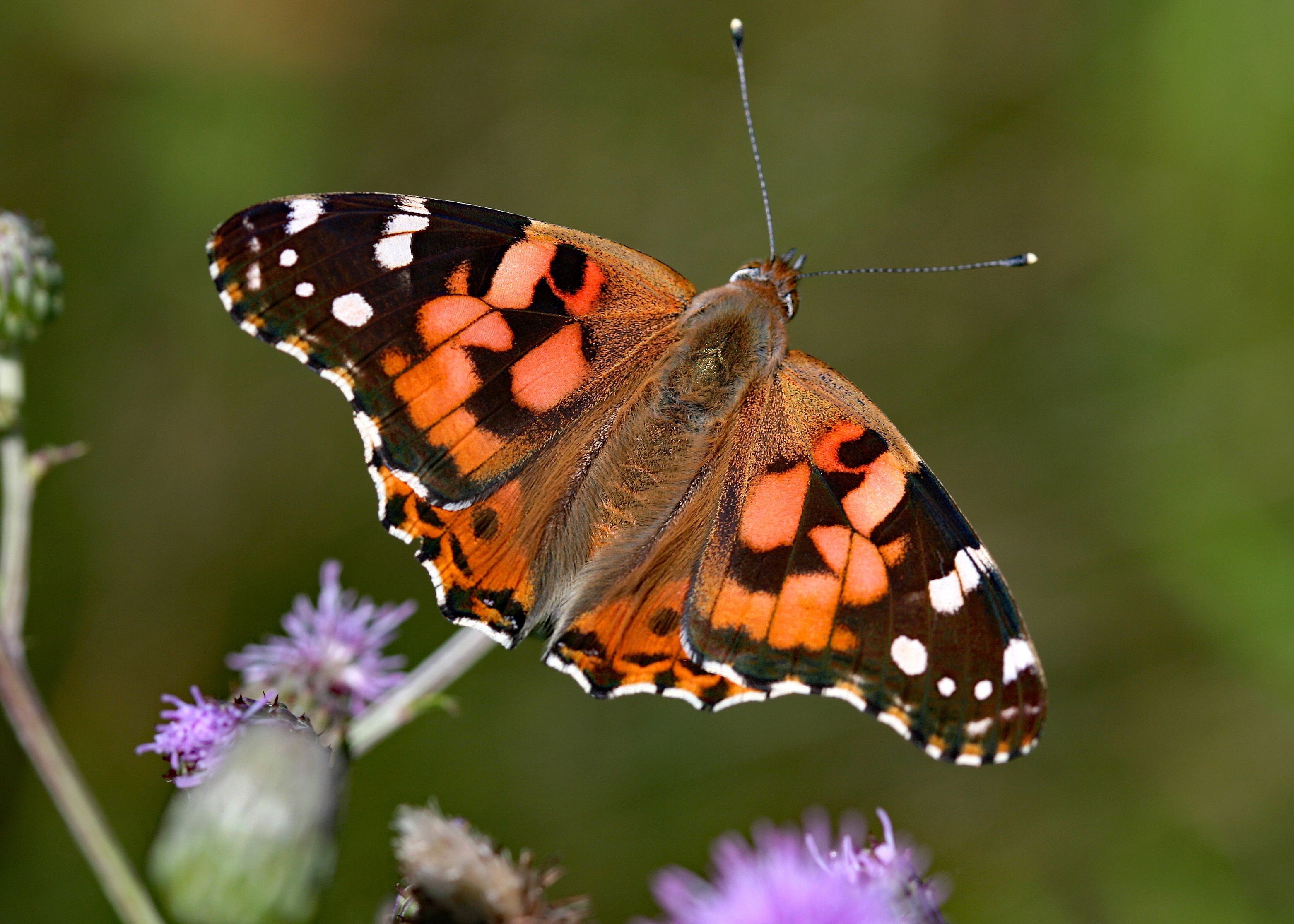 Close-up of a Painted Lady butterfly resting on a purple thistle under natural light.