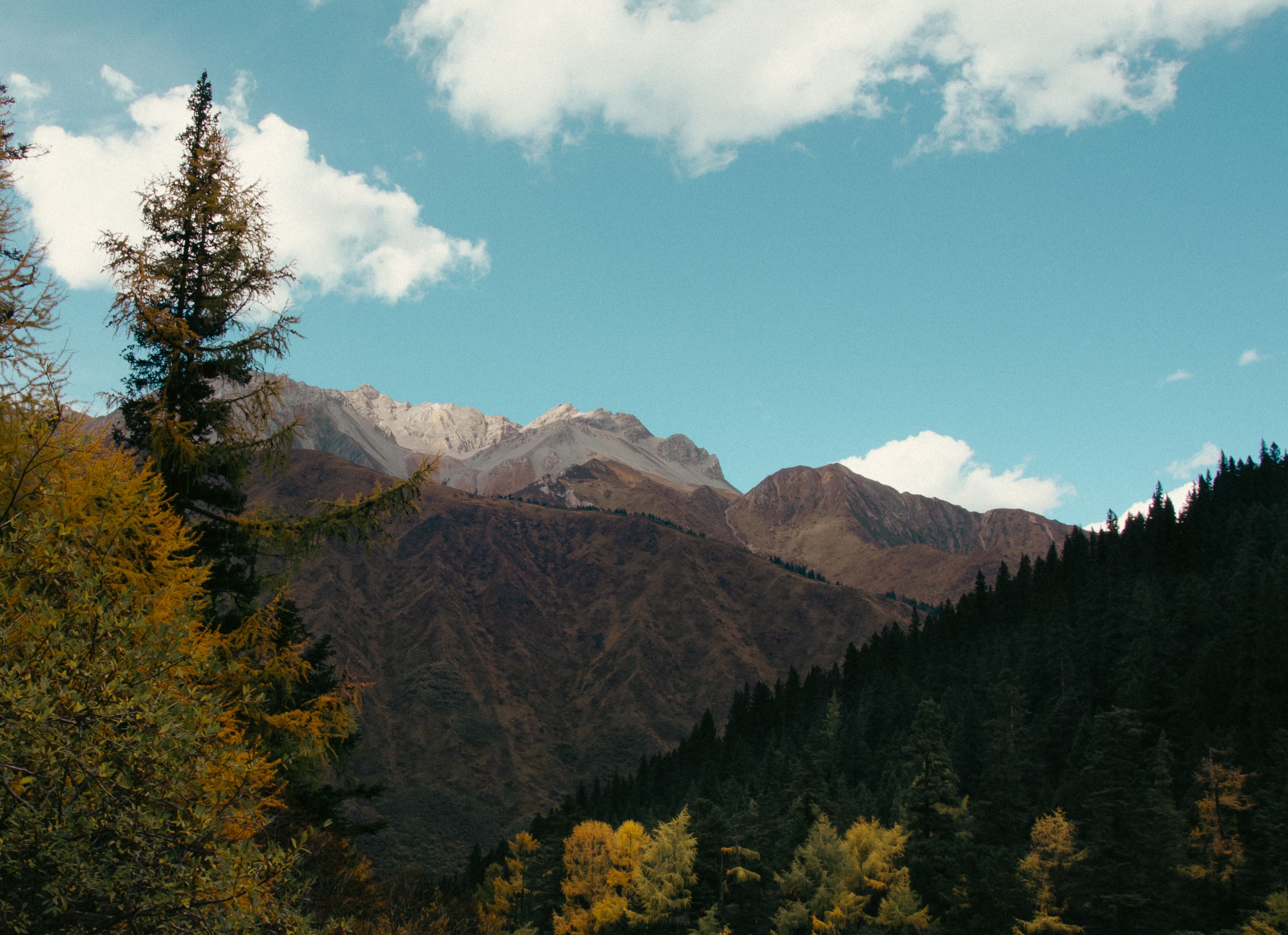 Serene Autumn Forest Landscape with Tall Pine Trees · Free Stock Photo