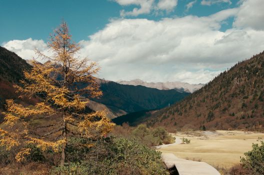 A breathtaking view of a golden tree in a mountainous landscape during autumn.