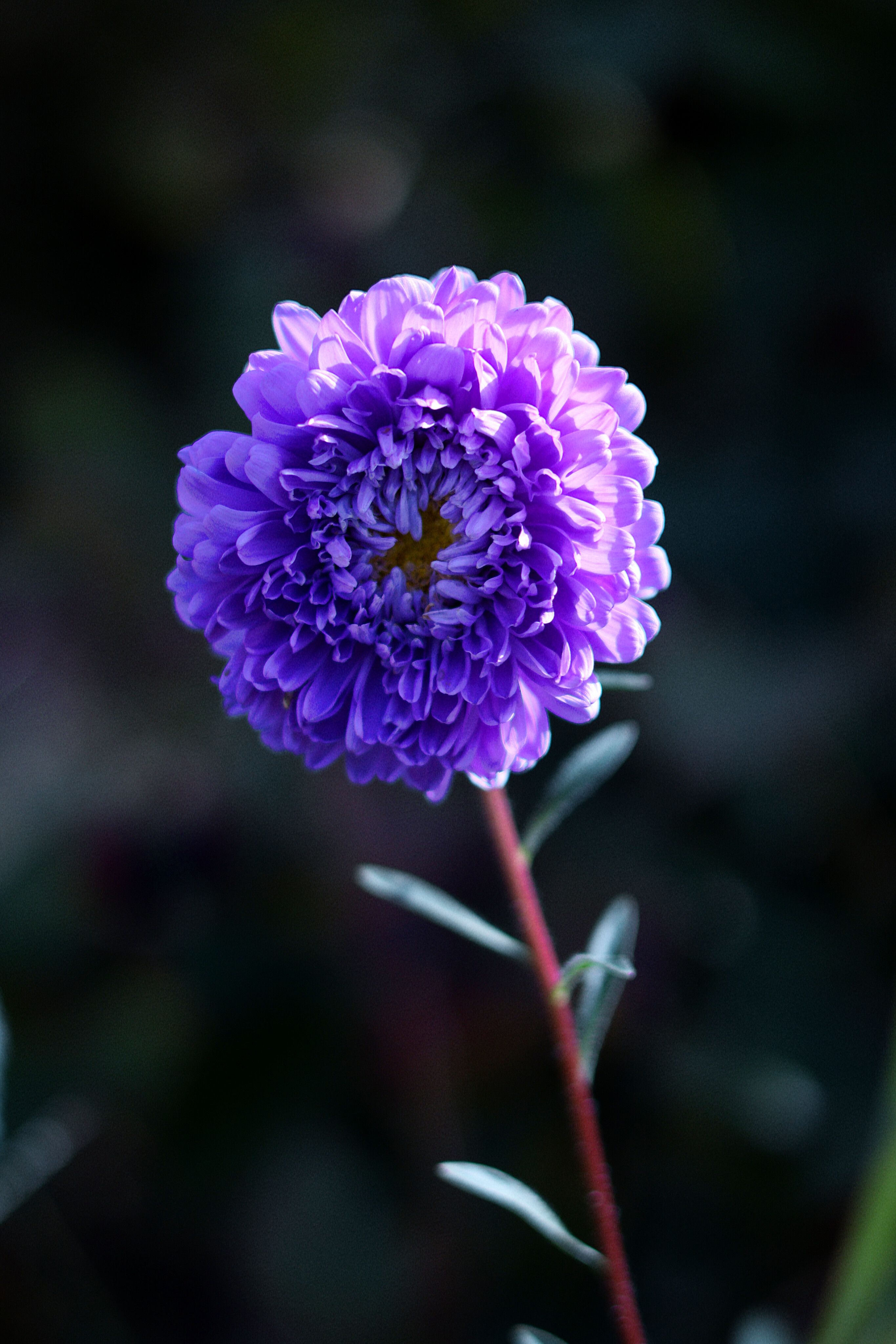 Purple Petal Flower · Free Stock Photo