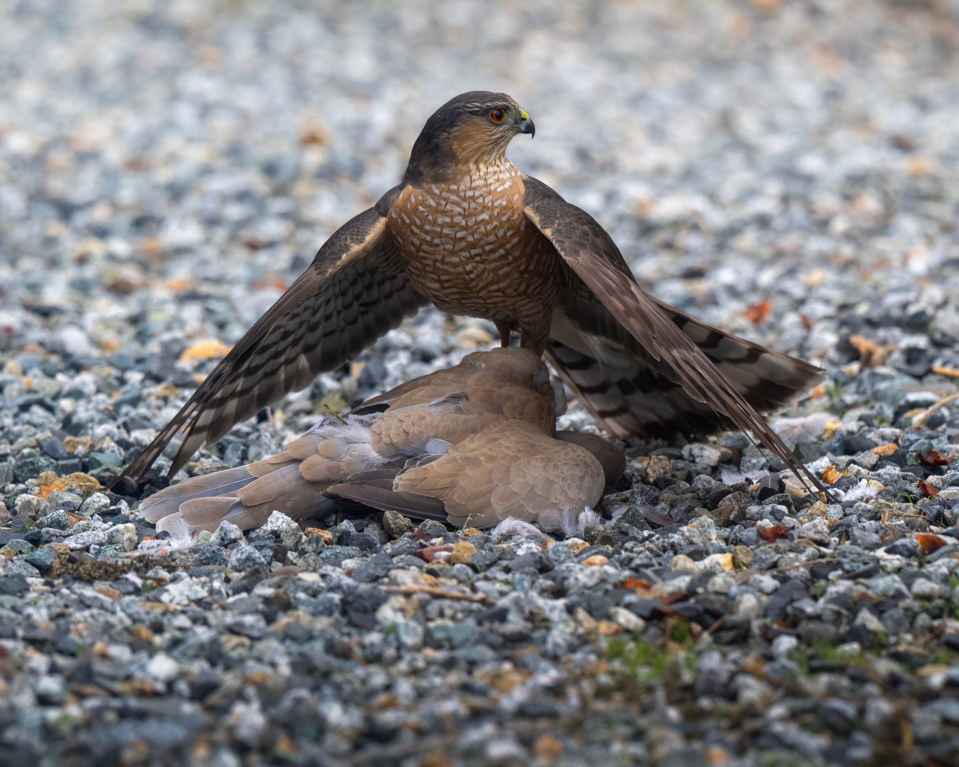 Cooper's Hawk holds a Mourning Dove on gravel, showcasing nature's predatory instinct.