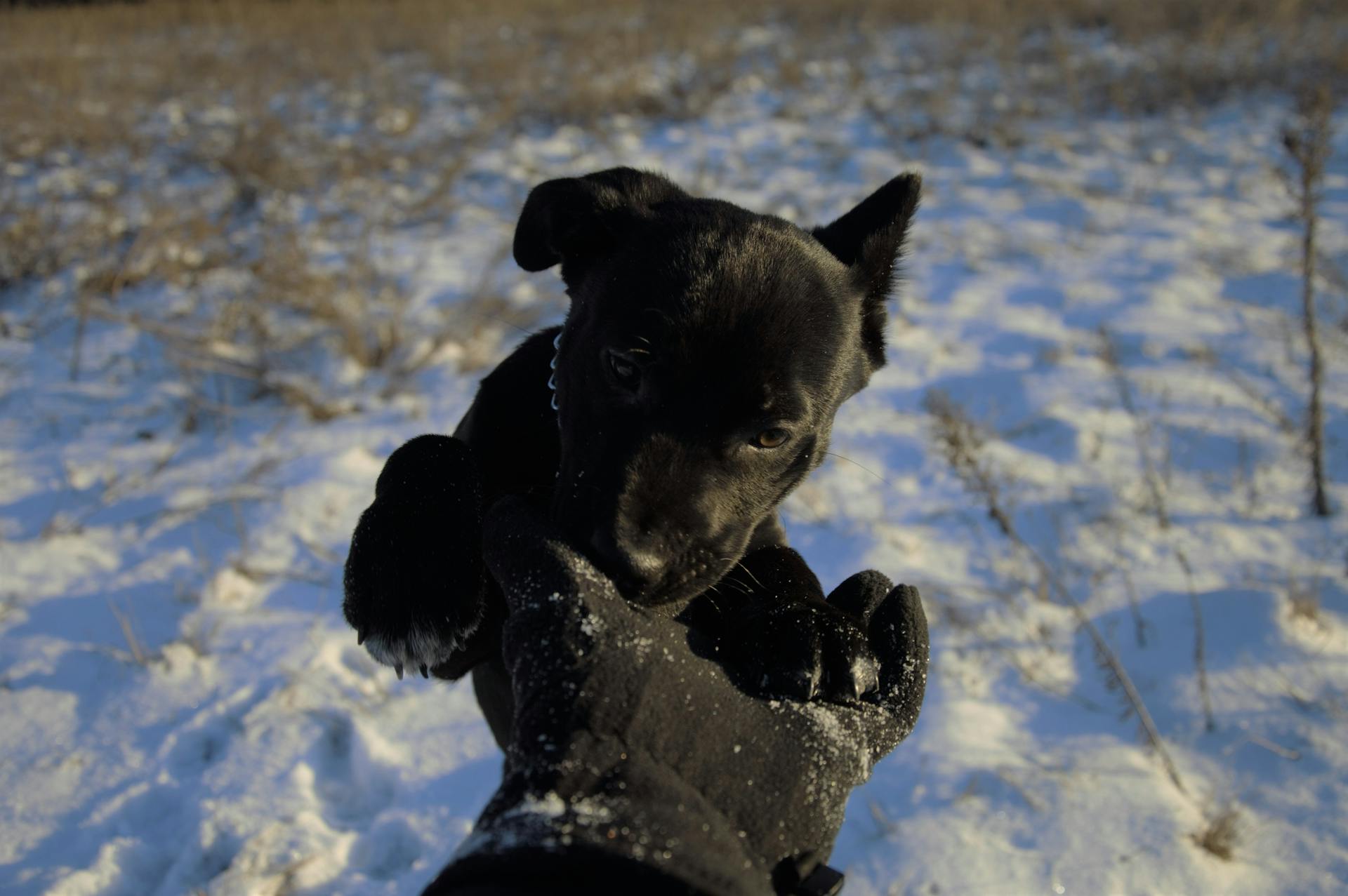 Cute black puppy on snow-covered field playfully biting a gloved hand during winter.