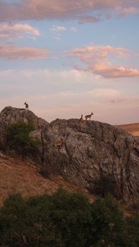 Deer atop rocky hills in Elazığ, Türkiye, under a vibrant sunset sky.