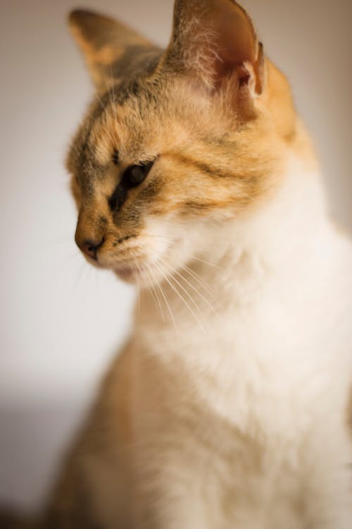 Immagine gratuita di 50mm, animale domestico, catlife