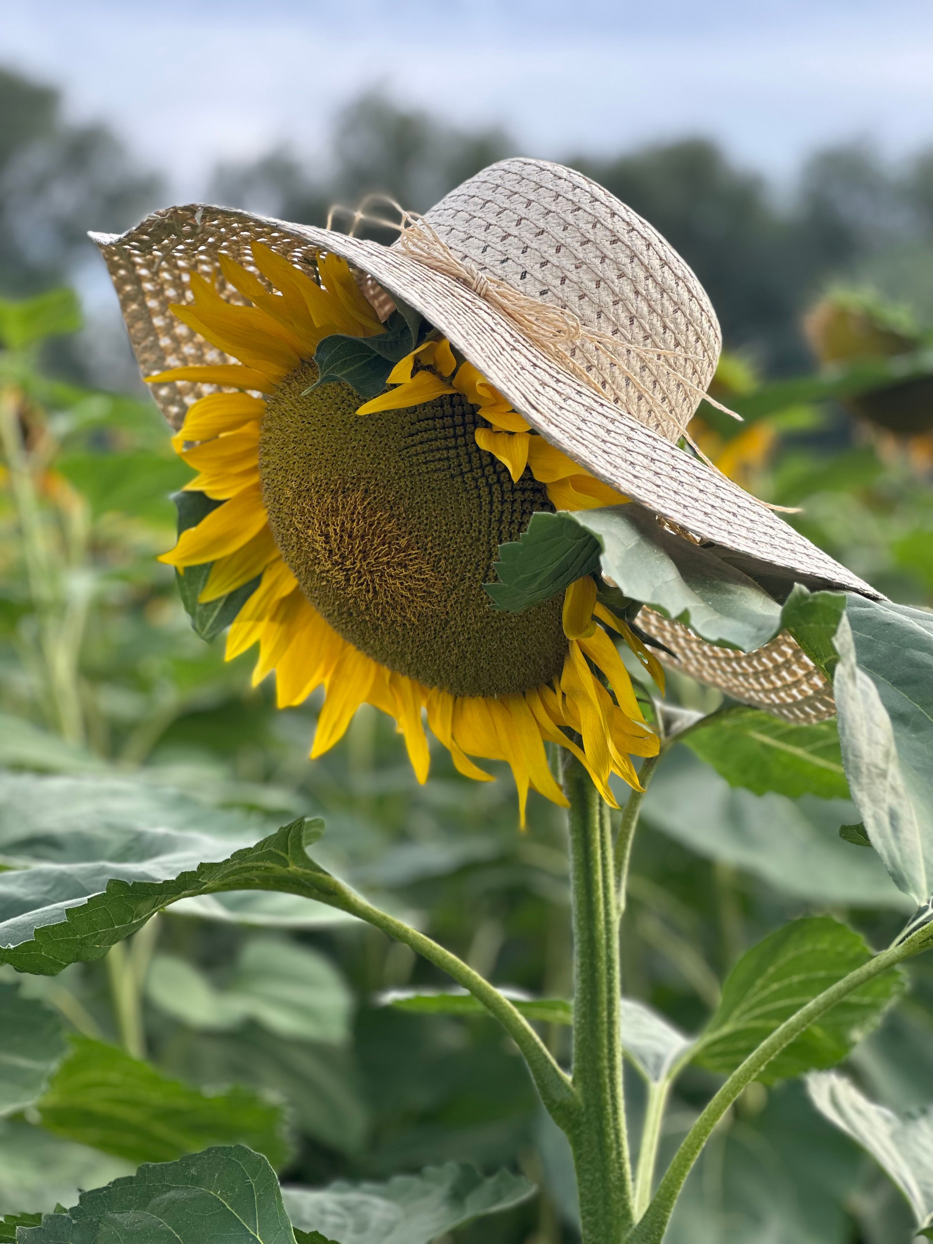 Straw hat with sunflower Sunflower Rancher Hat – Wild Prairie Outpost main image 2