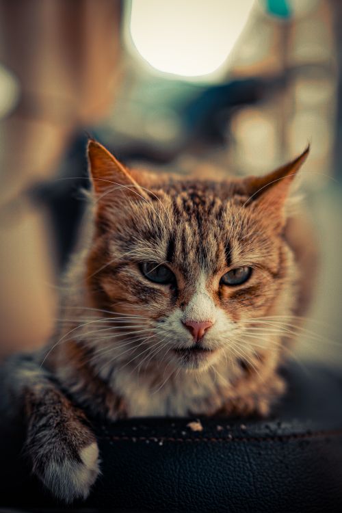 Free A close-up portrait of a relaxed domestic cat lying comfortably indoors. Stock Photo