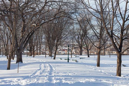 A serene winter park in Québec, Canada, with snow-covered paths and leafless trees.