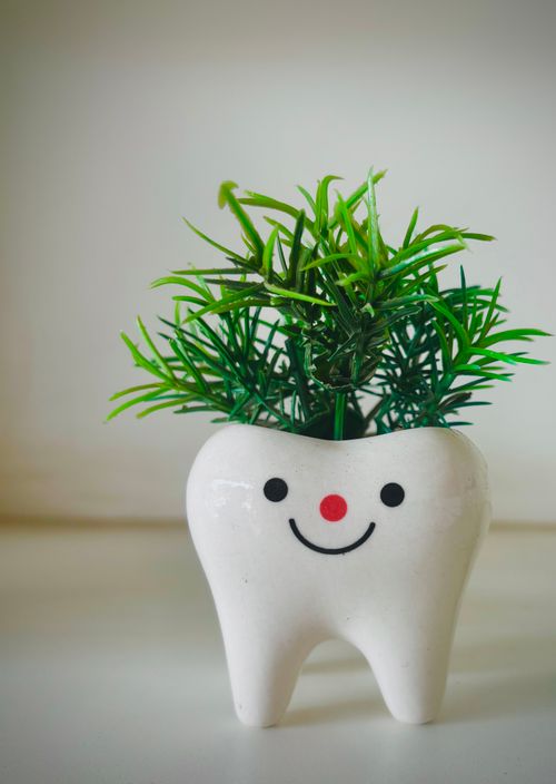 Free Cute tooth-shaped ceramic planter with lush green plant, perfect for bright decor. Stock Photo