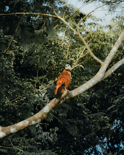 Free Crested Hawk Eagle perched on a tree branch amidst lush green foliage. Stock Photo