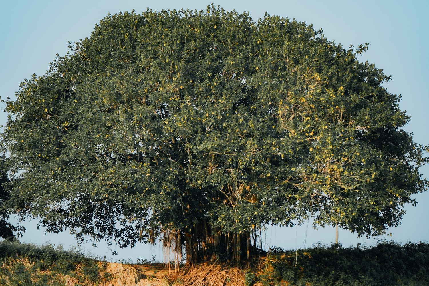 Brdag Tree Bargad Tree Photos, Download The BEST Free Bargad Tree Stock Photos ...
