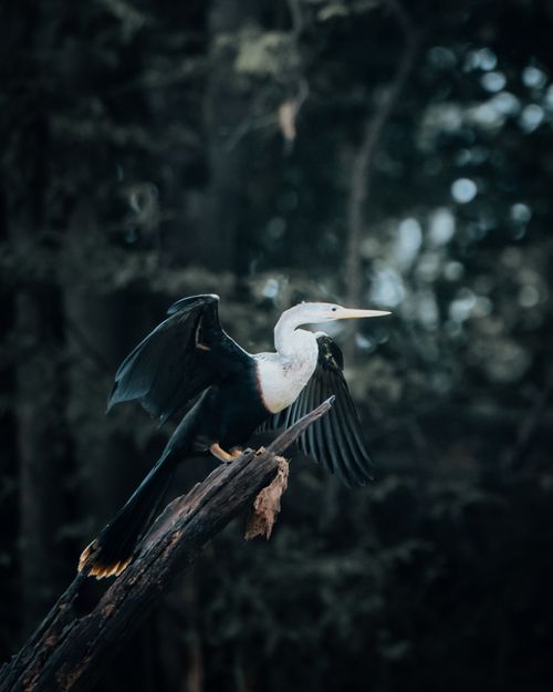 Free A heron spreads its wings while perched on a tree branch in a dense forest setting. Stock Photo