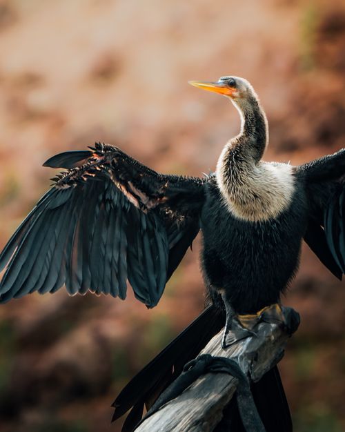 Free Close-up of a cormorant spreading its wings on a branch. Vibrant and natural setting. Stock Photo
