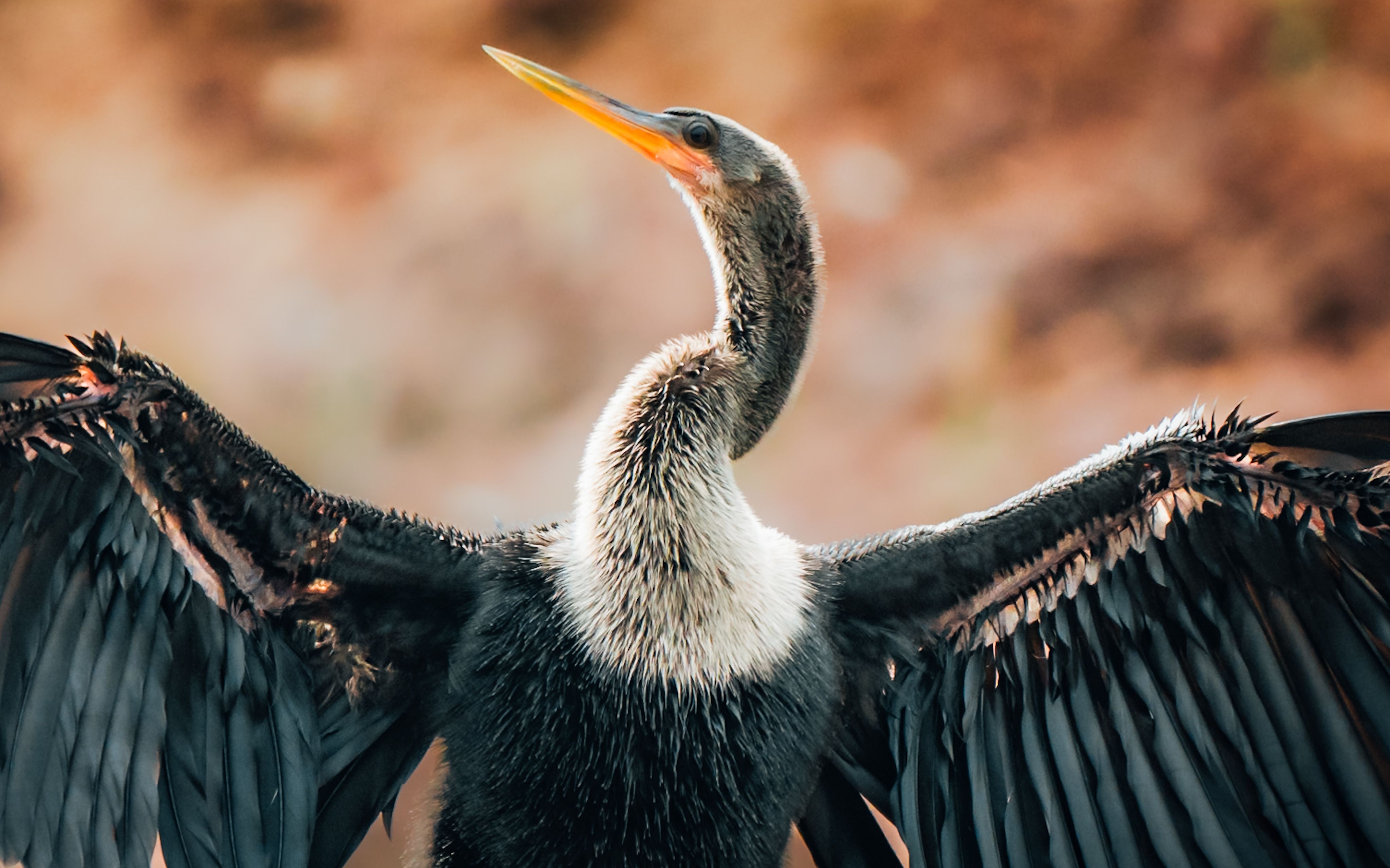 Close-up of Anhinga Bird Drying Wings · Free Stock Photo