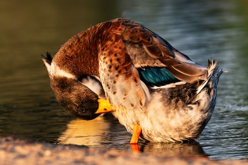 Free Beautiful mallard duck preening its feathers by a serene lakeside, showcasing vibrant plumage. Stock Photo