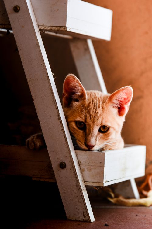 Free A playful orange tabby cat peeks out from a wooden ladder indoors. Stock Photo