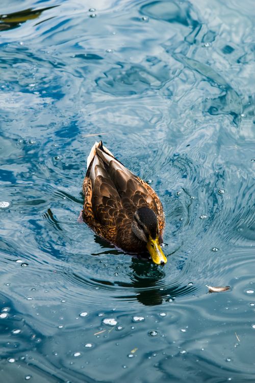 Free A mallard duck gracefully swimming on a serene body of water with ripples. Stock Photo