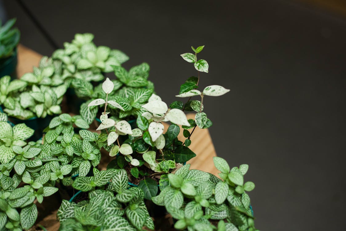 Planta De Hojas Verdes