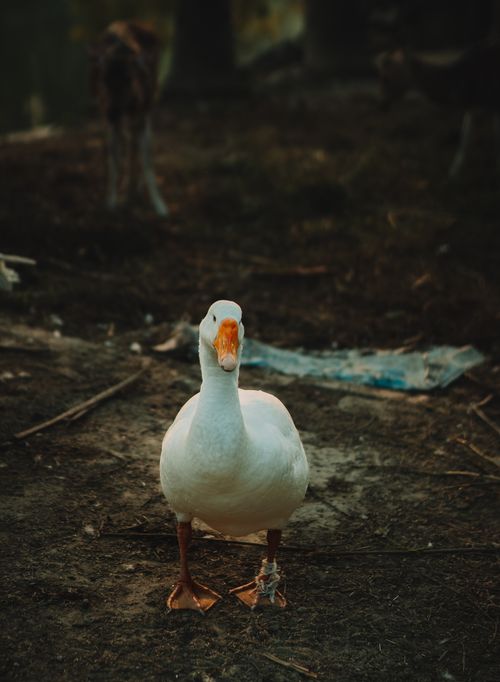 Free A curious white goose standing outdoors in a natural environment in Bangladesh. Stock Photo