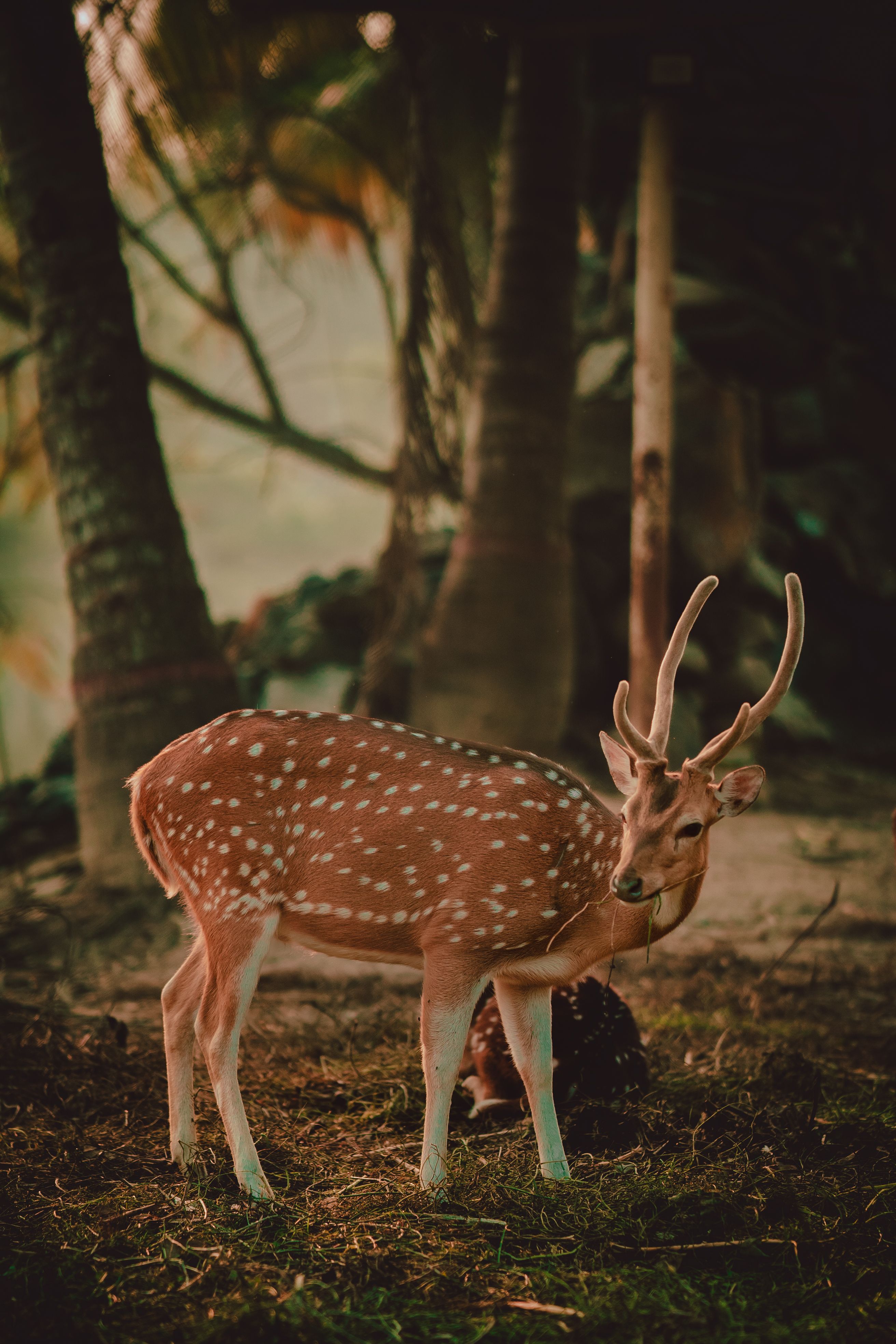 The Deer main image 1