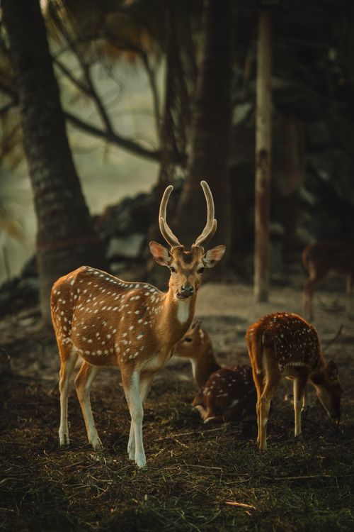 Free A spotted deer buck with antlers stands gracefully in the serene forest of Faridpur, Bangladesh. Stock Photo