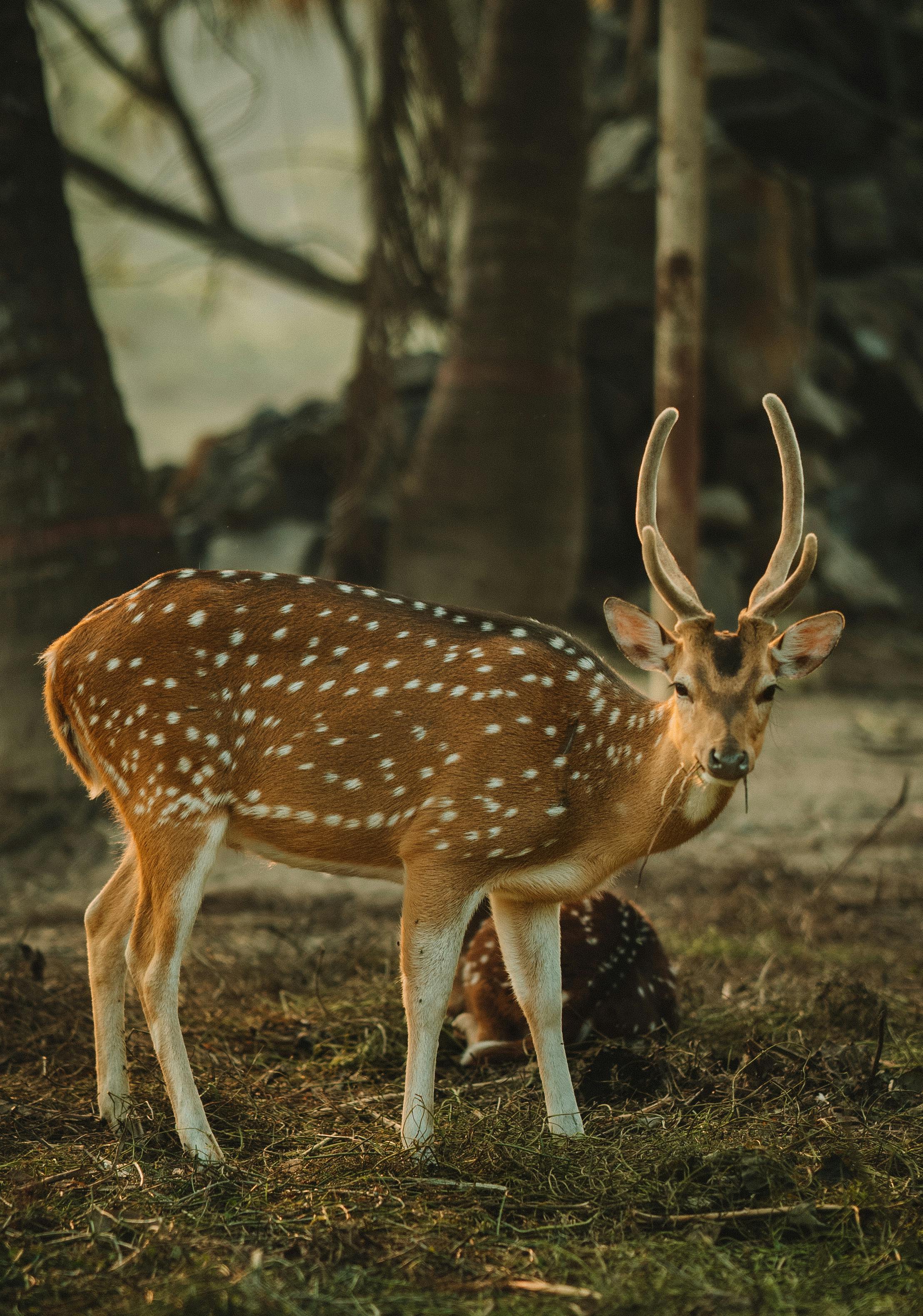 grátis Veado Com Chifres Foto profissional
