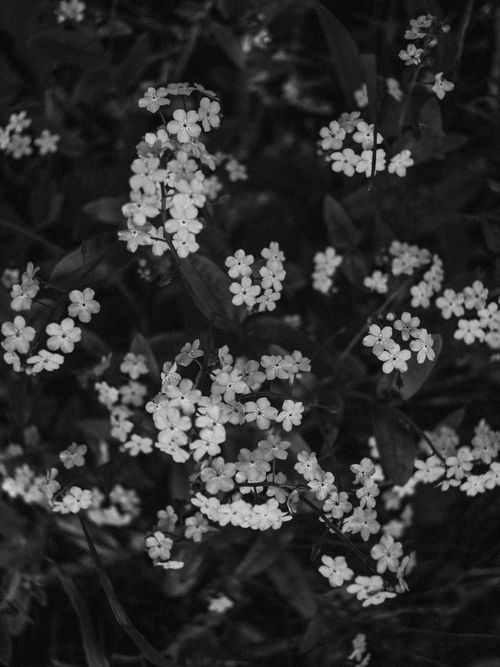Free A serene black and white image of delicate flowers with intricate patterns and textures. Stock Photo