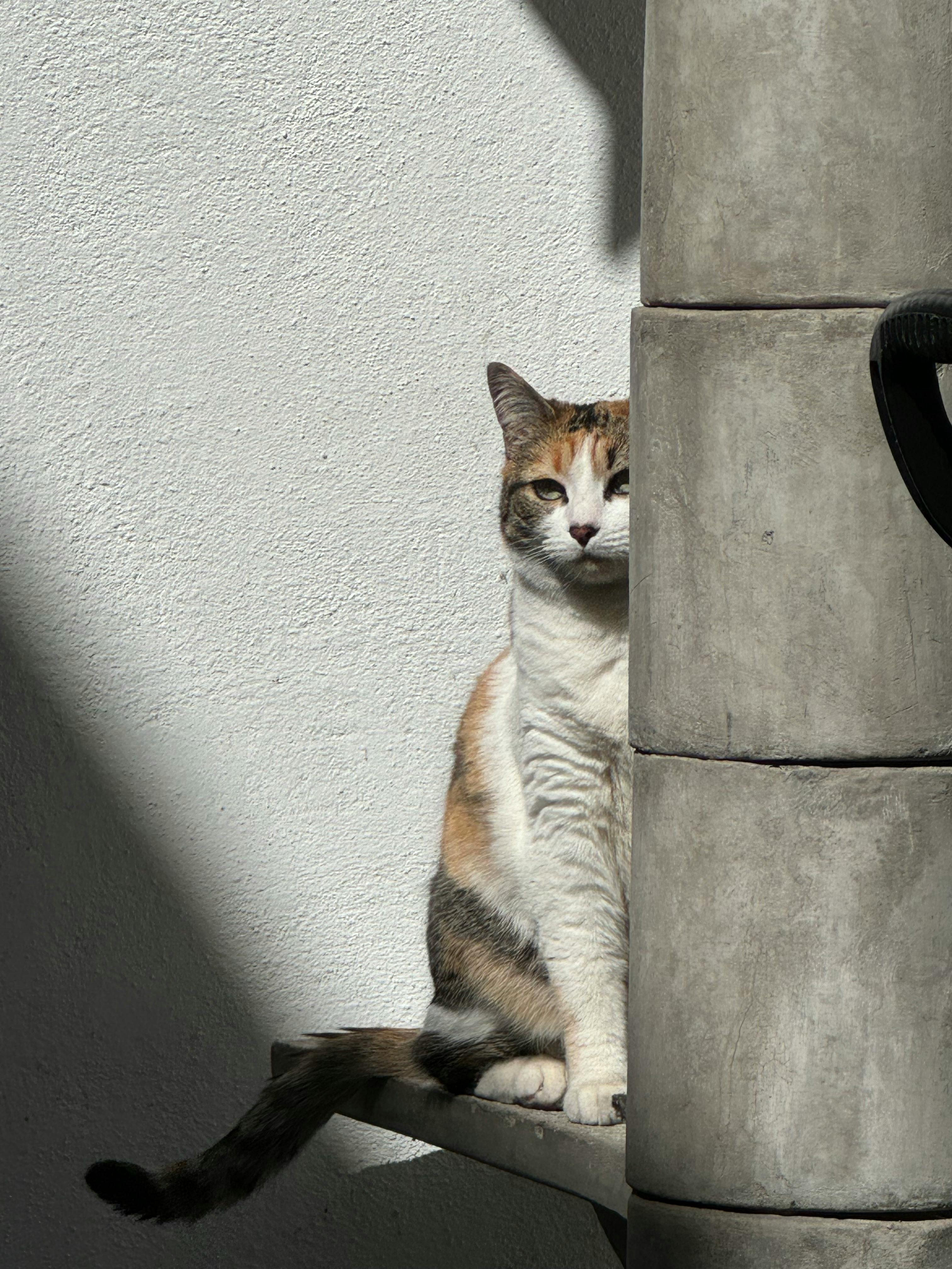 A calico cat enjoys a sunny spot indoors, exuding cuteness and curiosity.