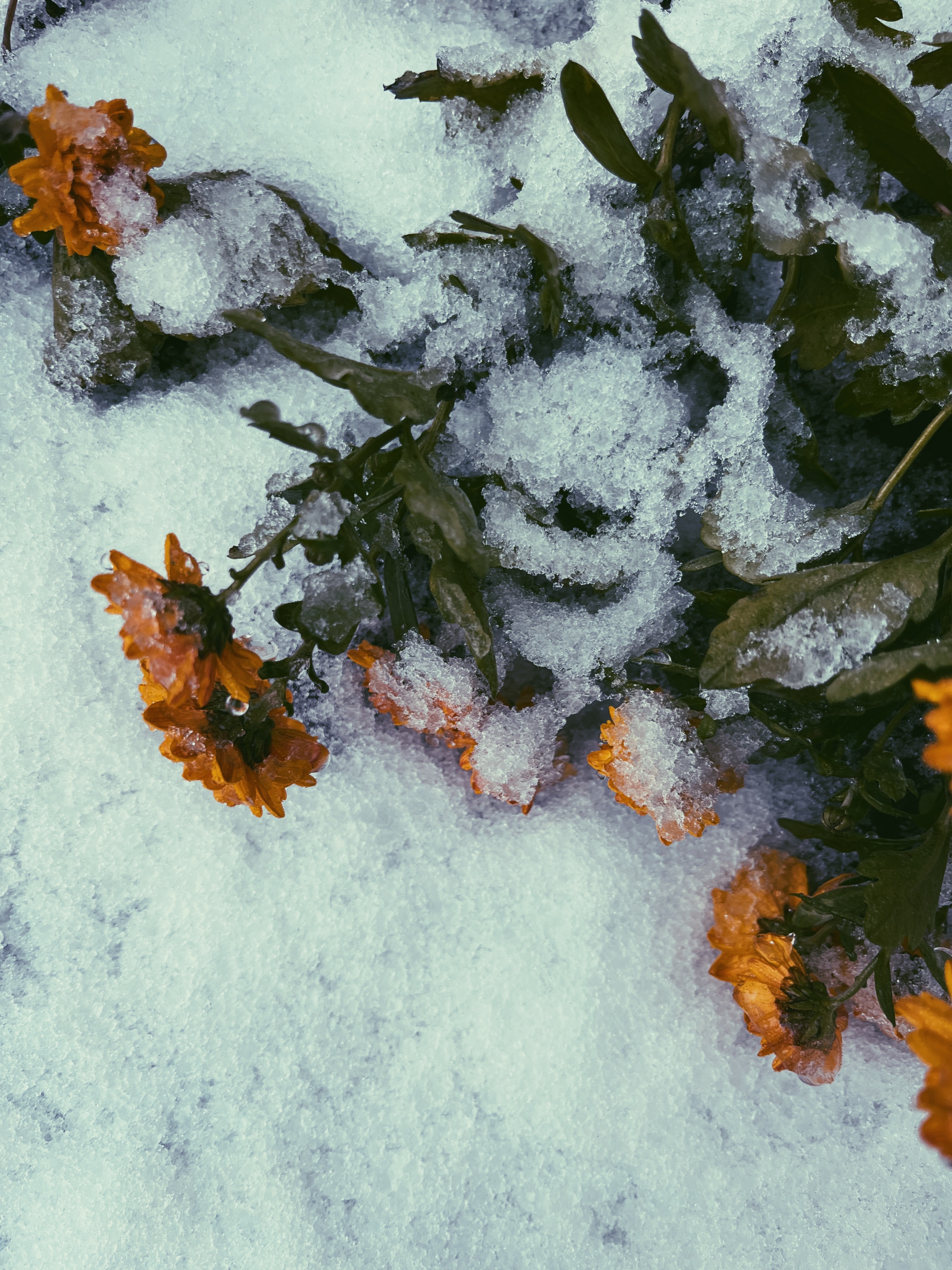 Vibrant orange flowers emerging through fresh snowfall, showcasing winter's contrast.