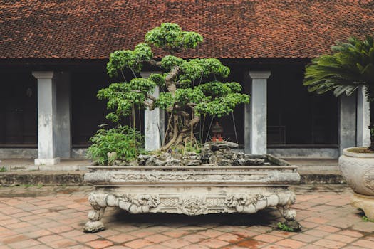 Bonsai tree in a traditional Vietnamese temple courtyard in Hanoi.