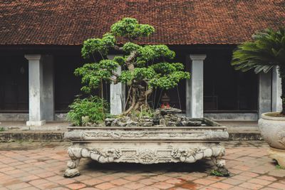 Ficus Nitida — Lattice Umbrella